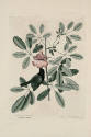 D2006-CMD-900, Plate 37

