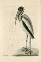 D2006-CMD-914, Plate 81

