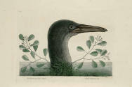 D2006-CMD-917, Plate 86

