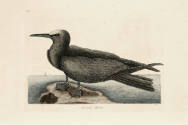 D2006-CMD-919, Plate 88

