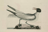 D2006-CMD-920, Plate 89

