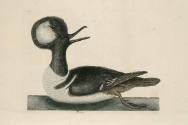 D2006-CMD-922, Plate 94

