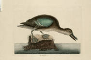 D2006-CMD-926, Plate 99

