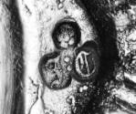 C70-626. Taperstick, maker's mark.