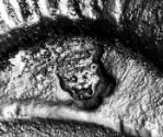 C70-623. Taperstick, leopard's head crowned