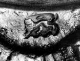 C70-625. Taperstick, lion passant