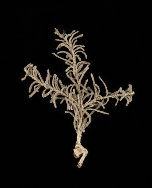 Artificial Flower 1952-522