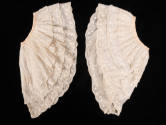 1984-60,1&2, Sleeve ruffles
