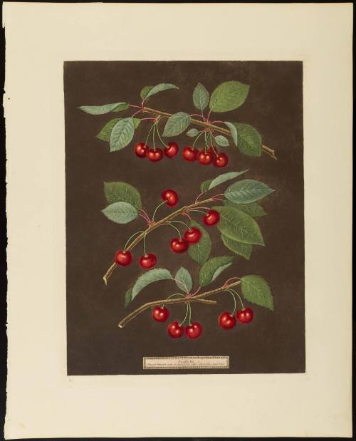 1986-84, Print