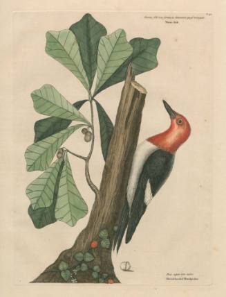 1964-112, Print
