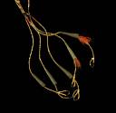 1996-816, Native American Prisoner Halter