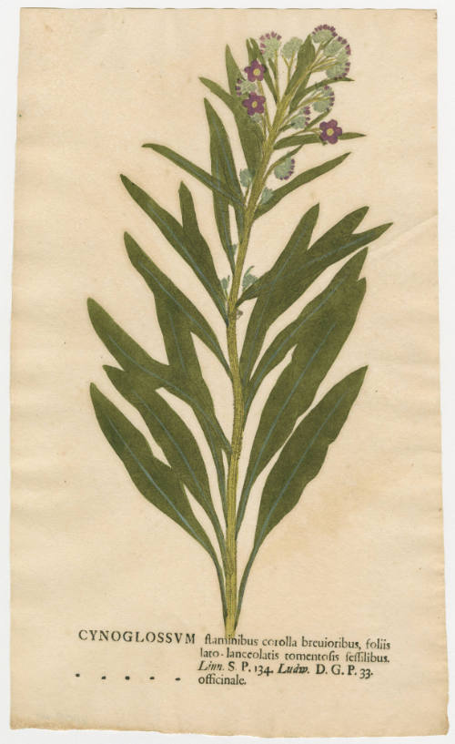 2008-44,1, Print (Cynoglossum)