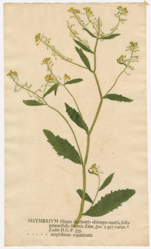 2008-44,3, Print (Sisymbrium)