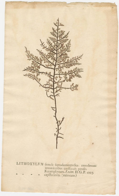 2008-44,5, Print (Lithoxylum)