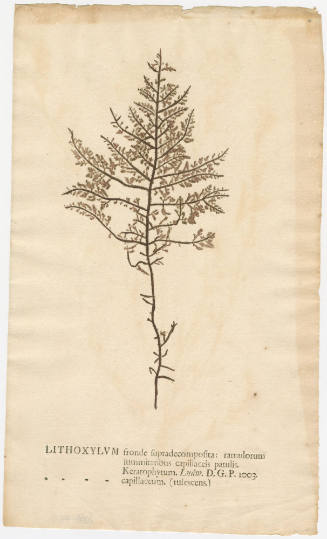 2008-44,5, Print (Lithoxylum)