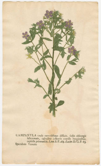 2008-44,6, Print (Campanula/Bellflowers)