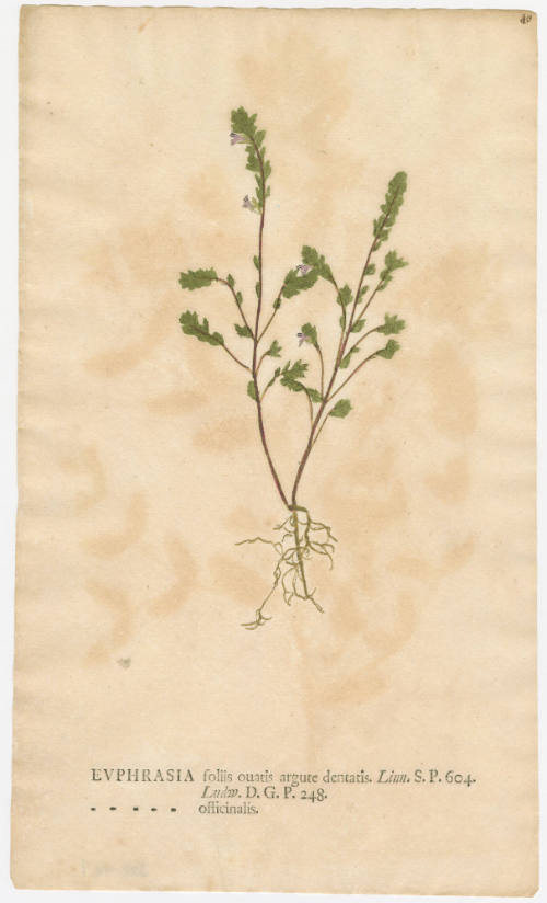 2008-44,9, Print (Euphrasia/Eyebright)