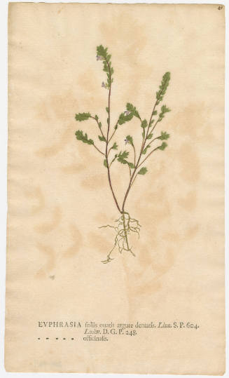 2008-44,9, Print (Euphrasia/Eyebright)