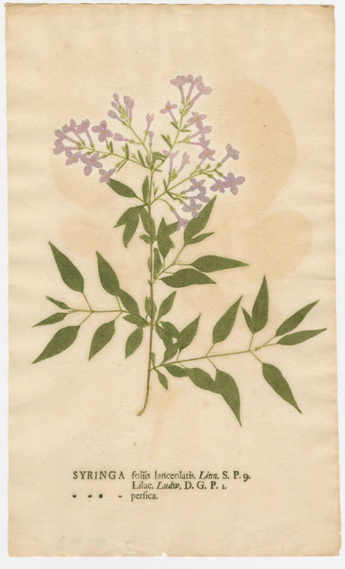 2008-44,16, Print (Syringa/Lilac)