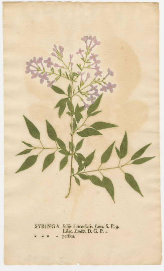 2008-44,16, Print (Syringa/Lilac)