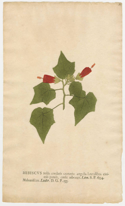 2008-44,17, Print (Hibiscus)