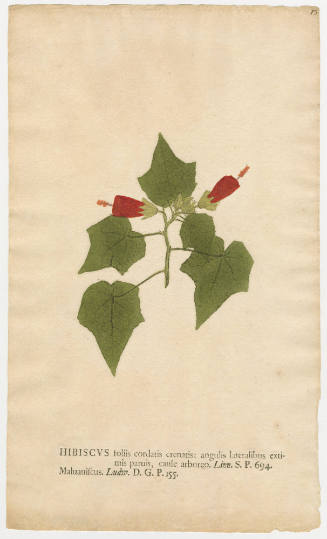 2008-44,17, Print (Hibiscus)