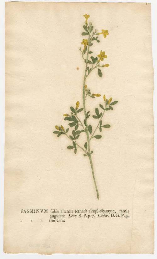 2008-44,20, Print (Jasmine)