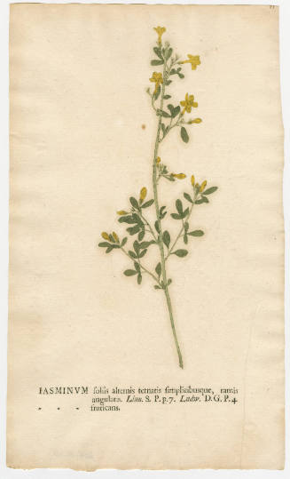 2008-44,20, Print (Jasmine)
