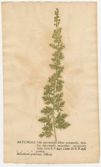 2008-44,23, Print (Artemisia/Mugworts)