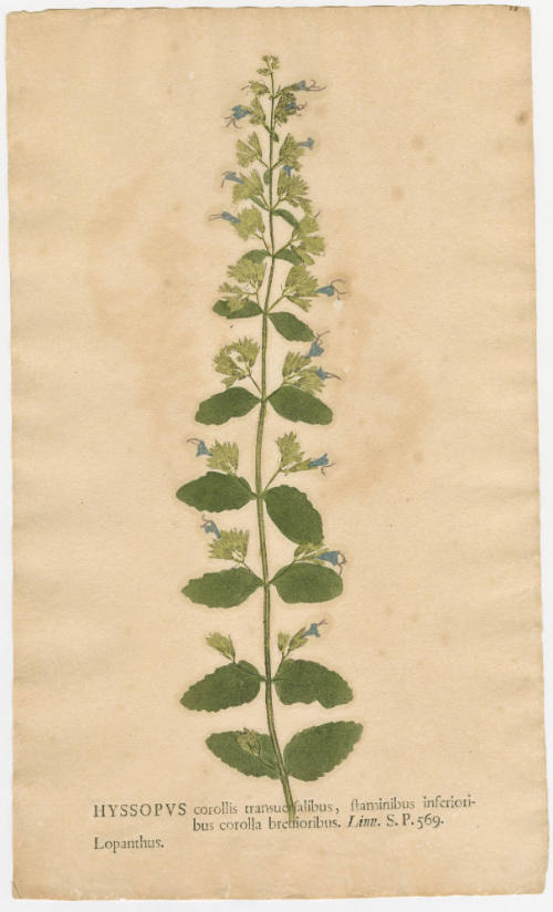2008-44,25, Print (Hyssop)