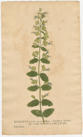 2008-44,25, Print (Hyssop)